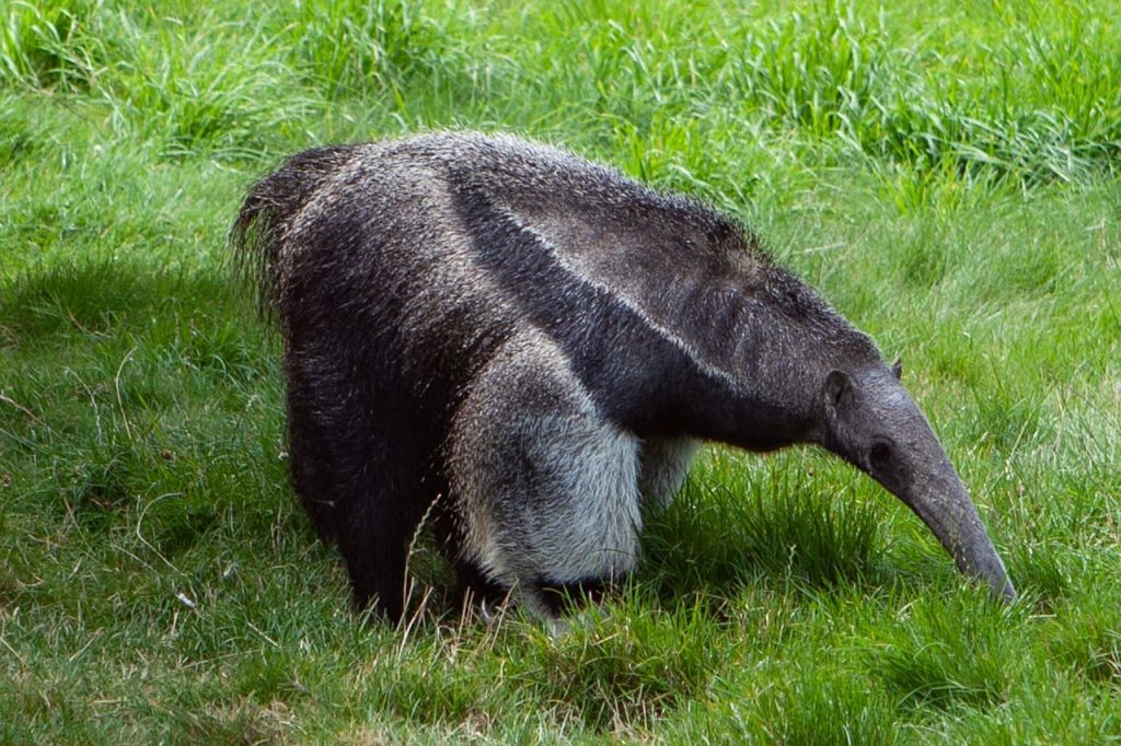 giant anteater feeding