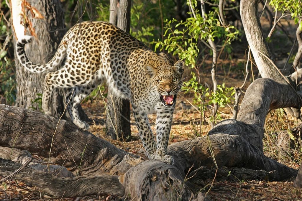 leopard big cat