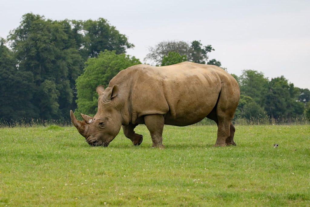 rhinoceros wildlife