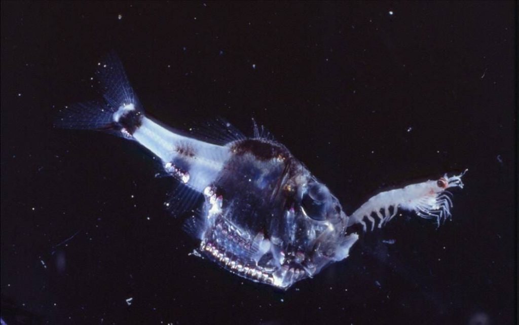 Deep-sea Hatchetfish