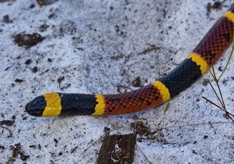 Eastern (or Harlequin) Coral Snake