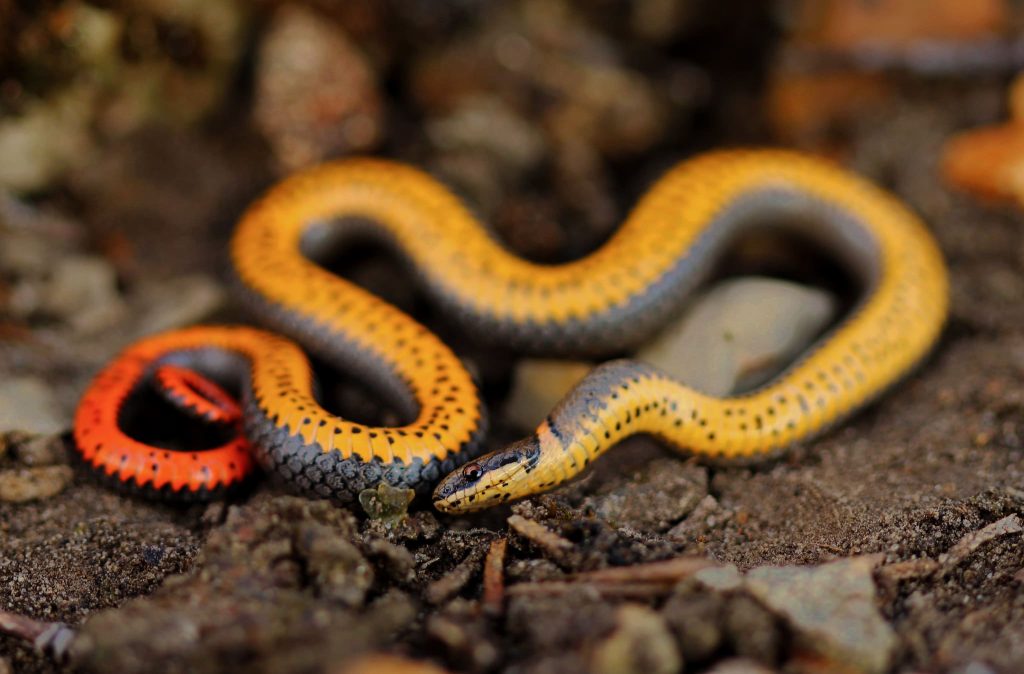 Ring-necked snake