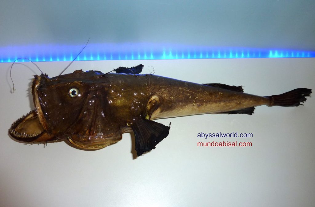 Seadevil Anglerfish