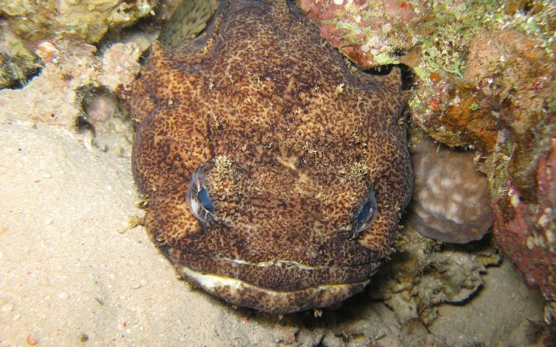 Toad fish