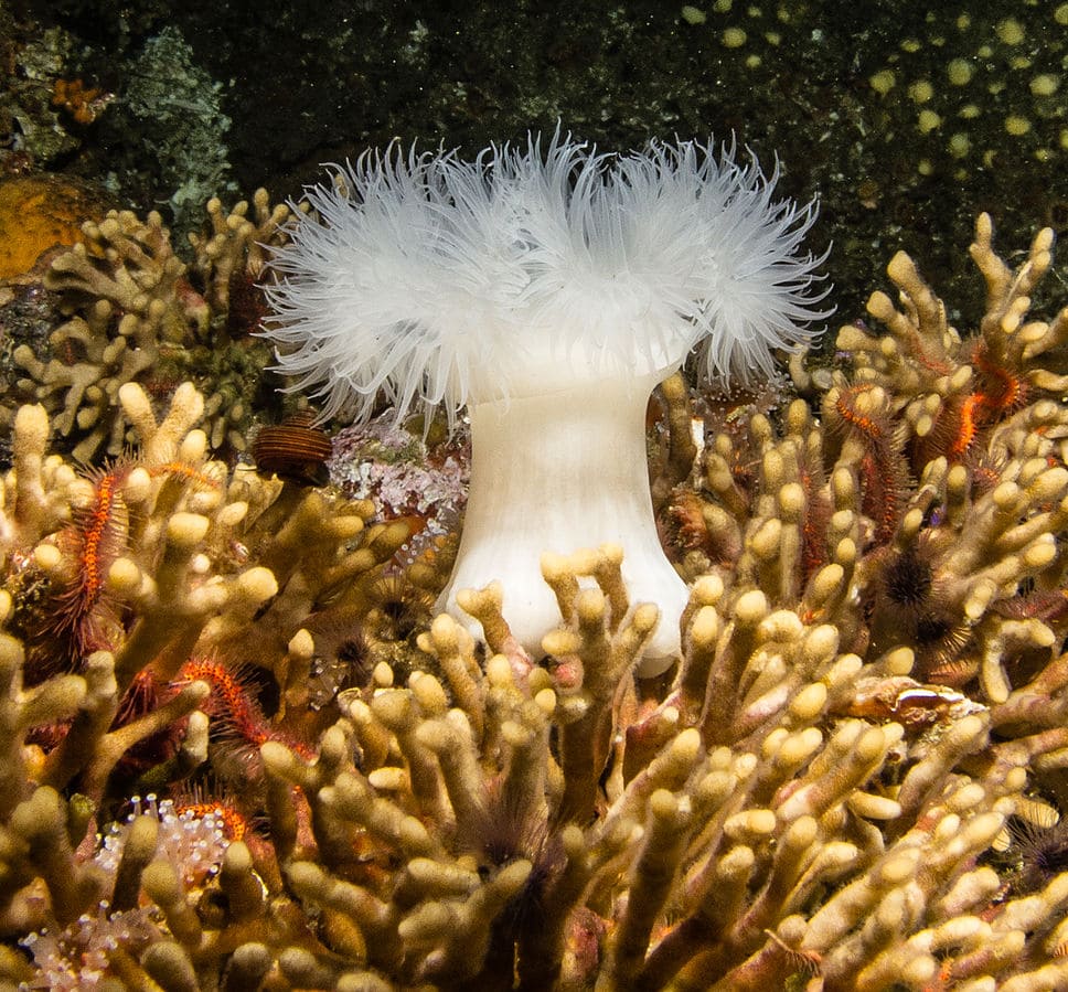White-Plumed Anemone