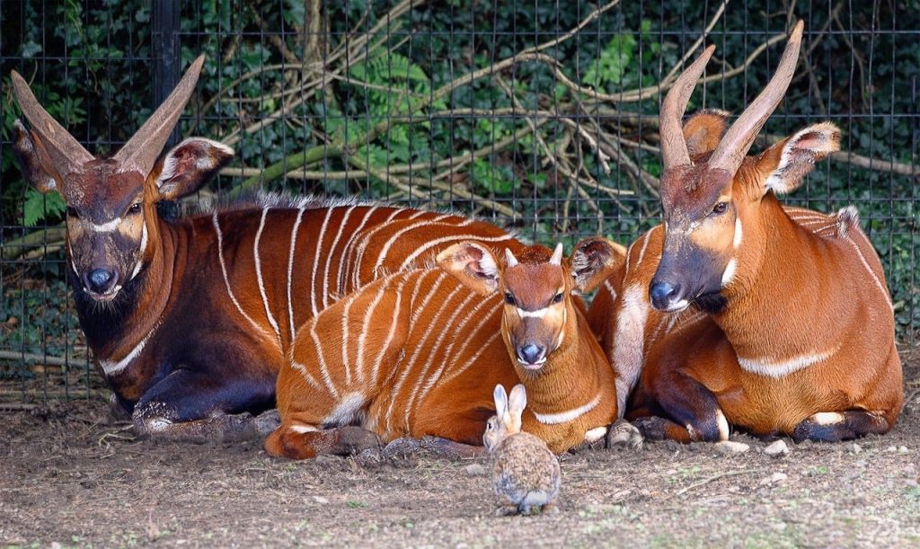 Bongo Antelope