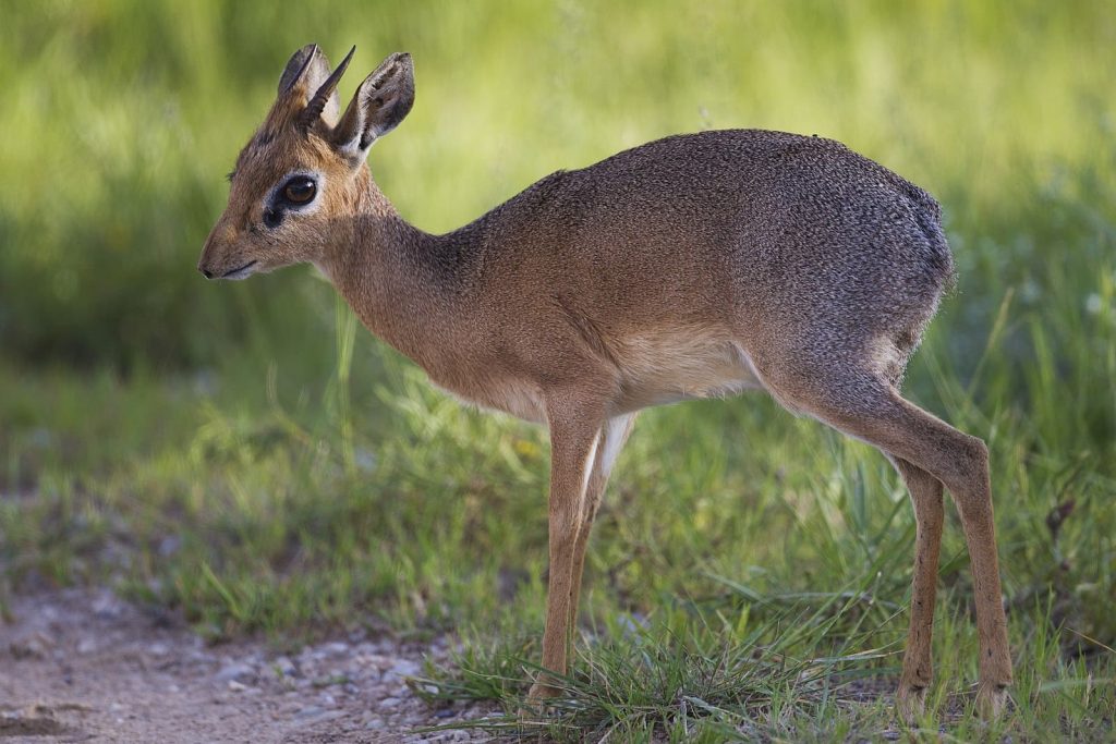 Dik-dik antelope