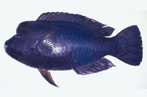 Knothead Parrotfish