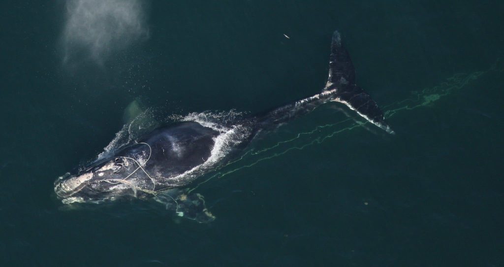 North Atlantic right whale that a team of state and federal biologists assisted in disentangling off Daytona Beach.
