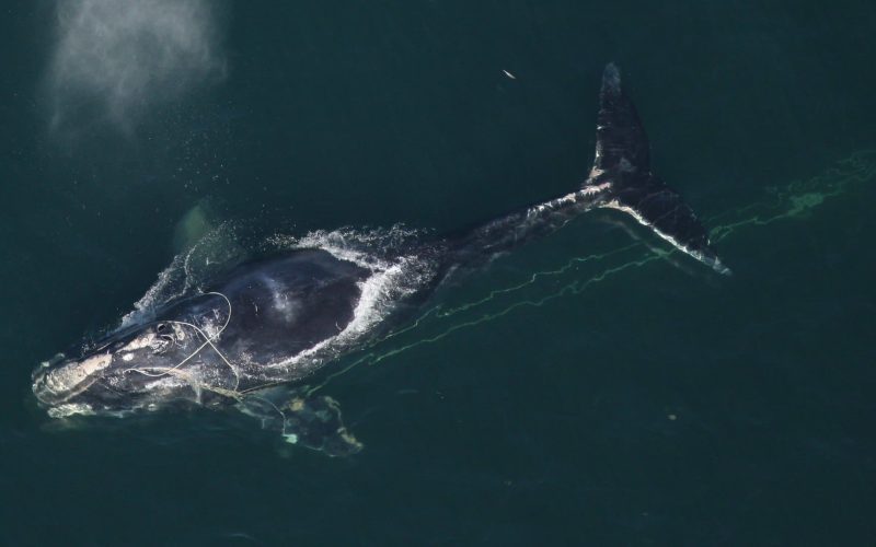 North Atlantic right whale that a team of state and federal biologists assisted in disentangling off Daytona Beach.