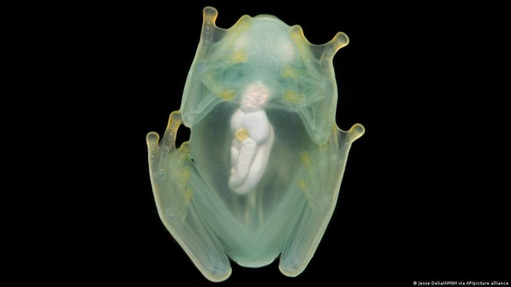A glass frog's beating heart and other organs are visible through its transparent chest and bellyImage