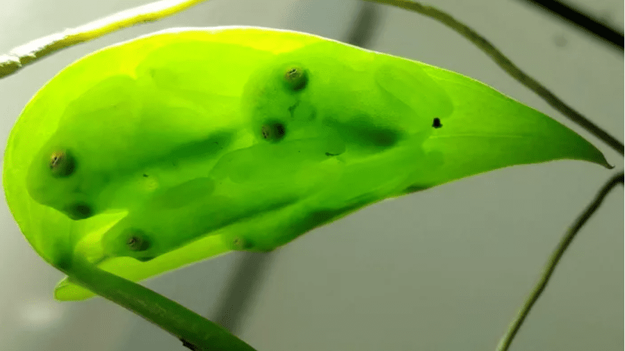 A group of glassfrogs camouflage with the leaf they're sleeping on upside down.