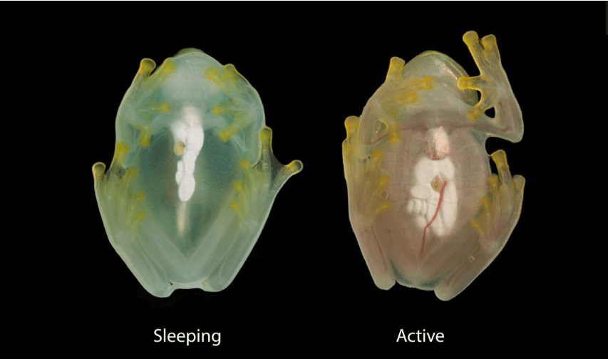 A side by side comparison of a glassfrog photographed during sleep and while active, using a flash, to show the difference in red blood cell perfusion within the circulatory system.