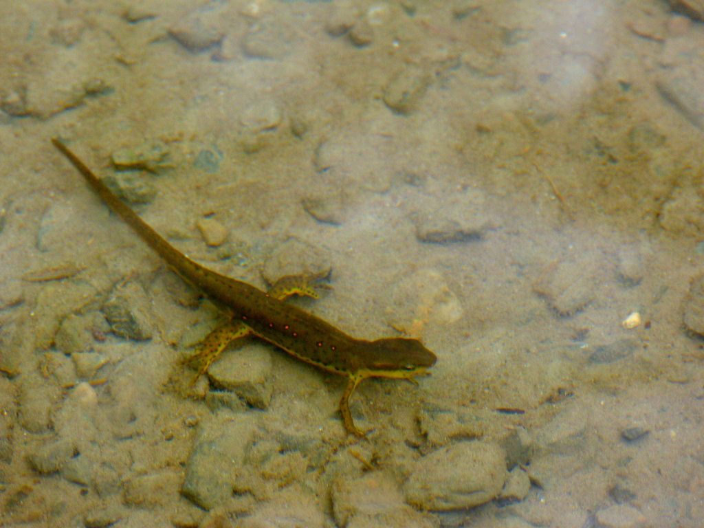 Aquatic Salamanders