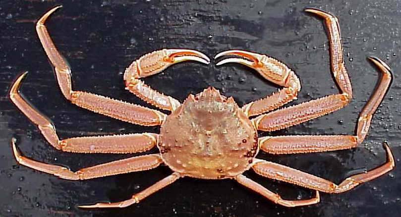 Bairdi Crabs