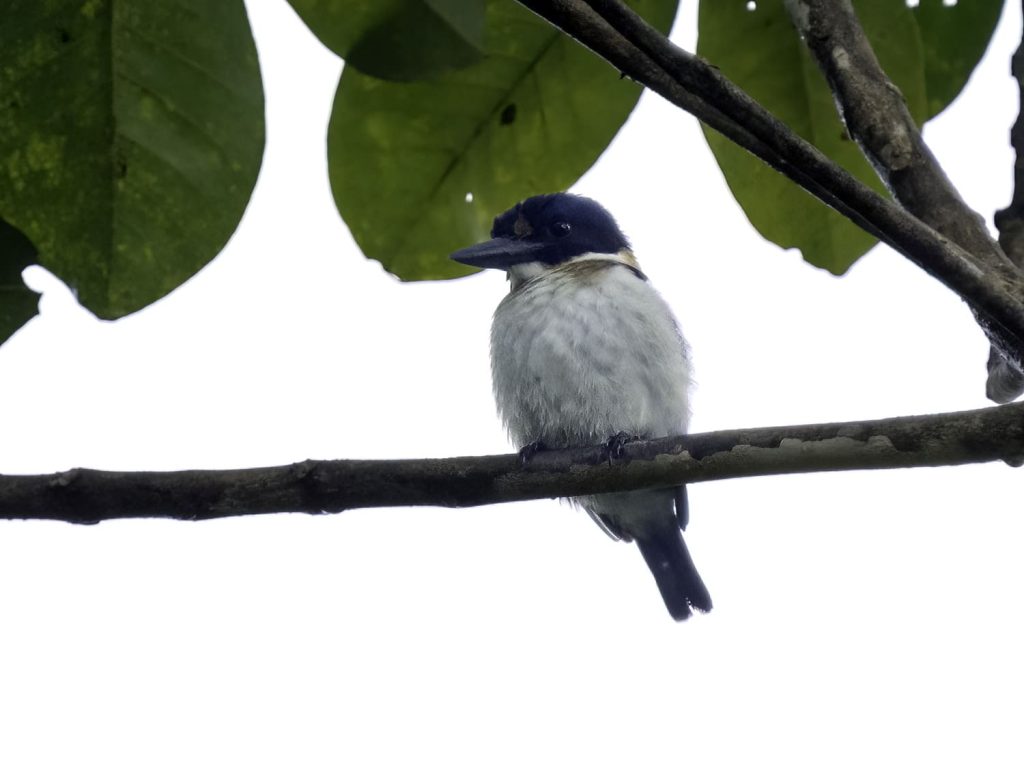 Blue-and-white Kingfisher