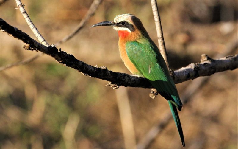 Blue-tailed Bee-Eater