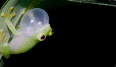 Glass frogs activate their invisibility cloaks by hiding nearly all their red blood cells in the liver while sleeping