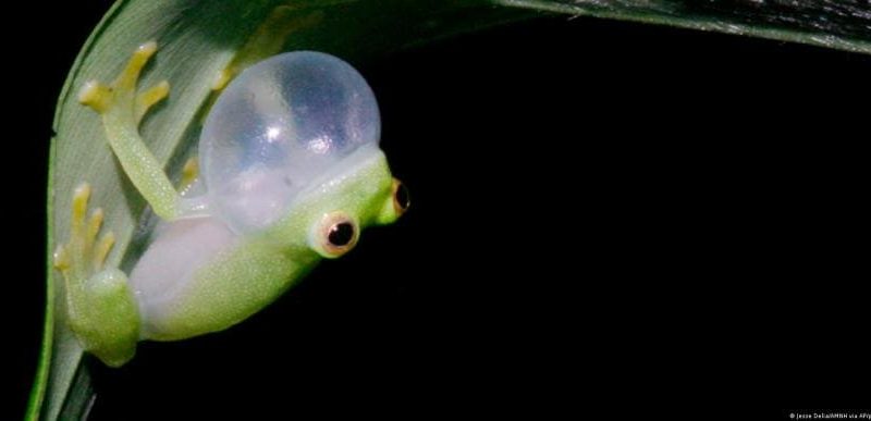 Glass frogs activate their invisibility cloaks by hiding nearly all their red blood cells in the liver while sleeping