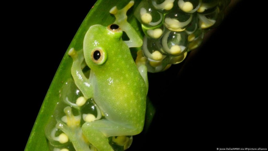Glass frogs can hide nearly 90 of their blood in the liver while they sleep, researchers found