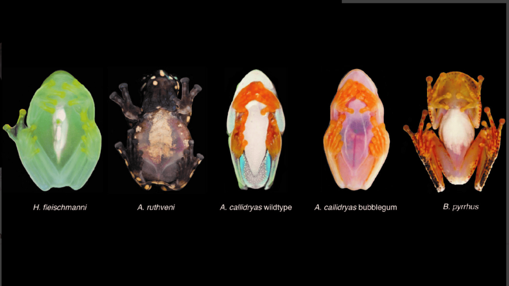 Images showing the frog species used for the comparative study to show that blood storage is unique to glassfrogs