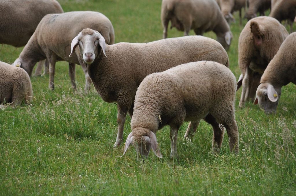 Merino Sheep