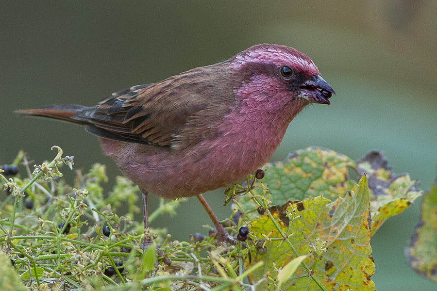 Pink-Browed Rosefinches
