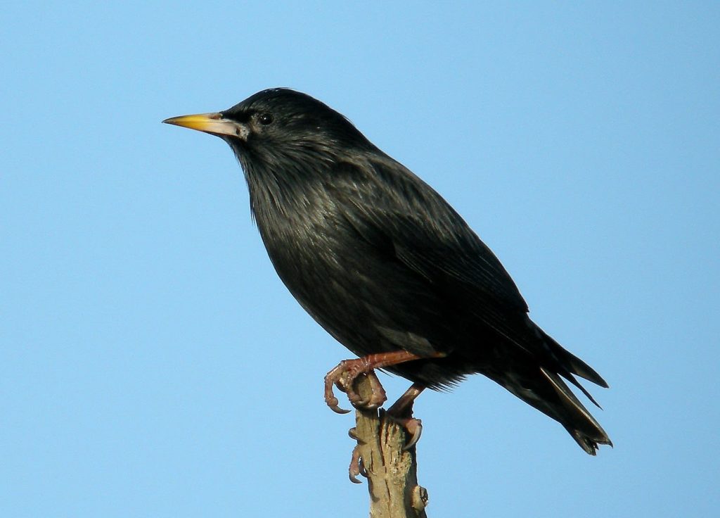 Spotless starling 