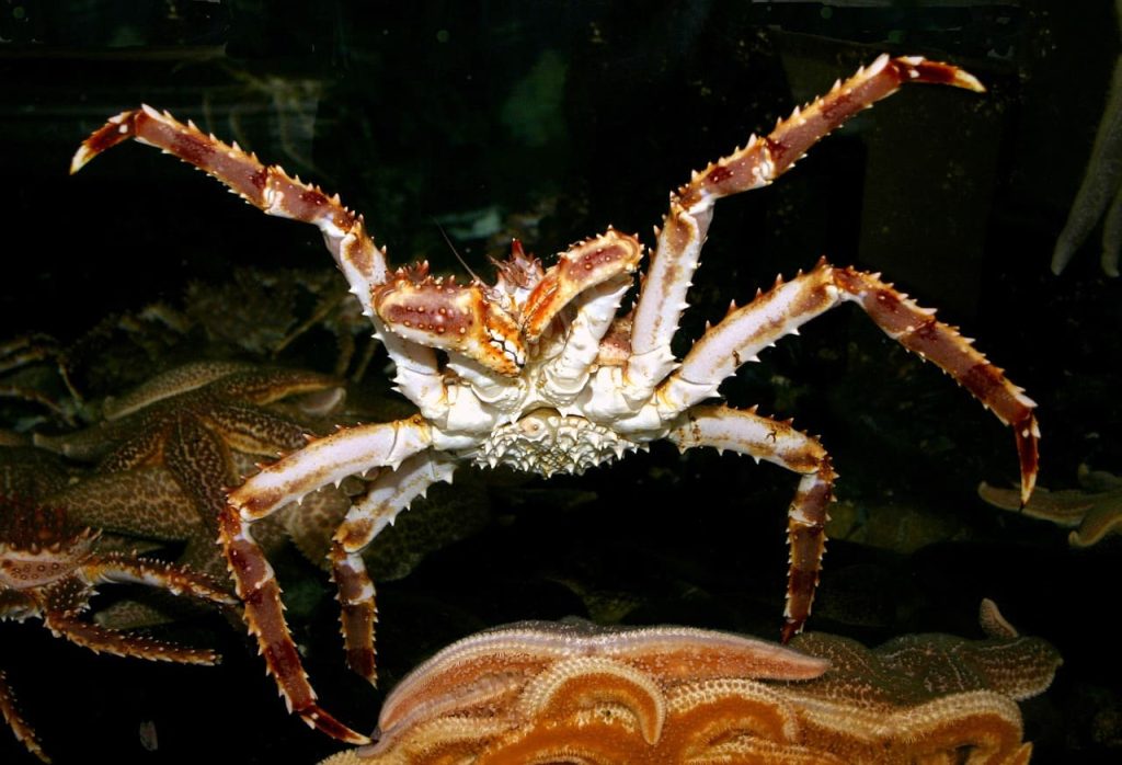 The King Crab