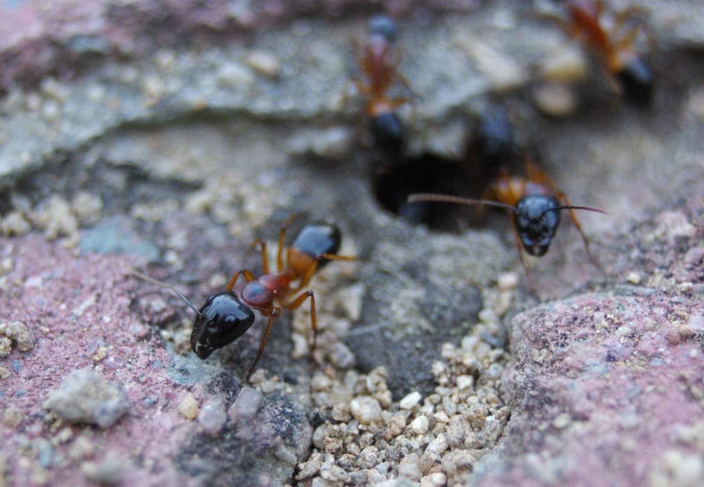 Banded sugar ant