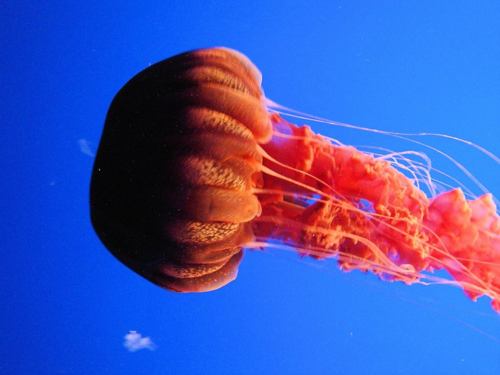 Black sea nettle jellyfish