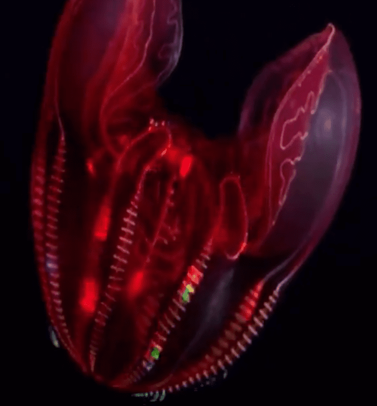 Bloody-belly comb jellyfish