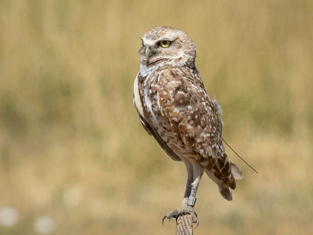 Burrowing Owl in California with leg band and tracking device