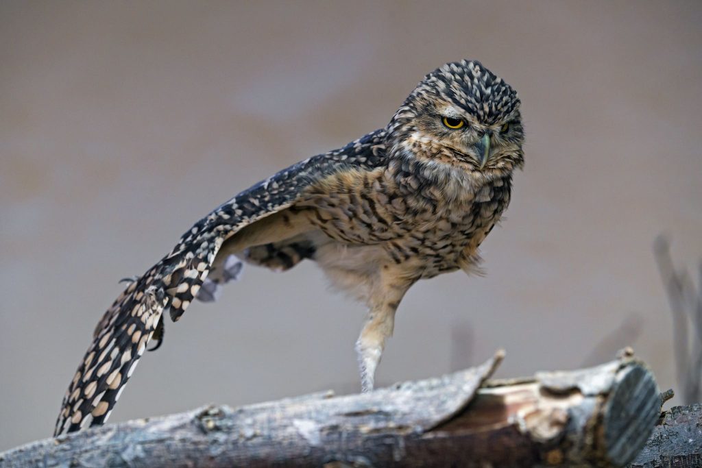 Burrowing owl on one leg