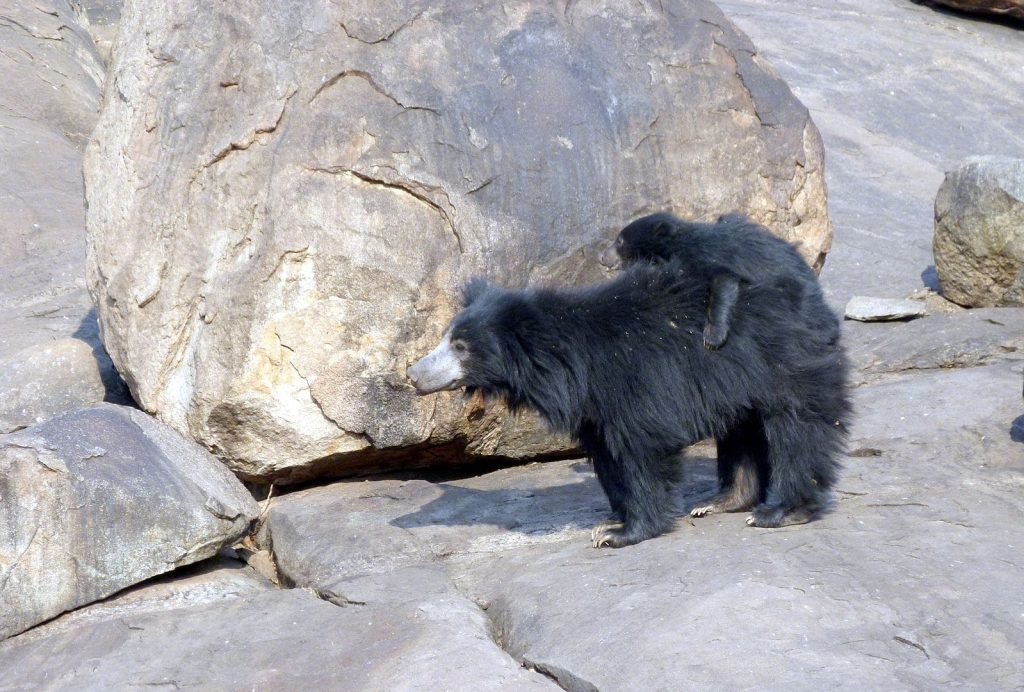 Daroji Sloth Bear Sanctuary, Karnataka