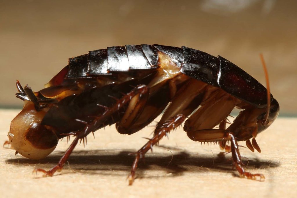 Giant Burrowing Cockroach