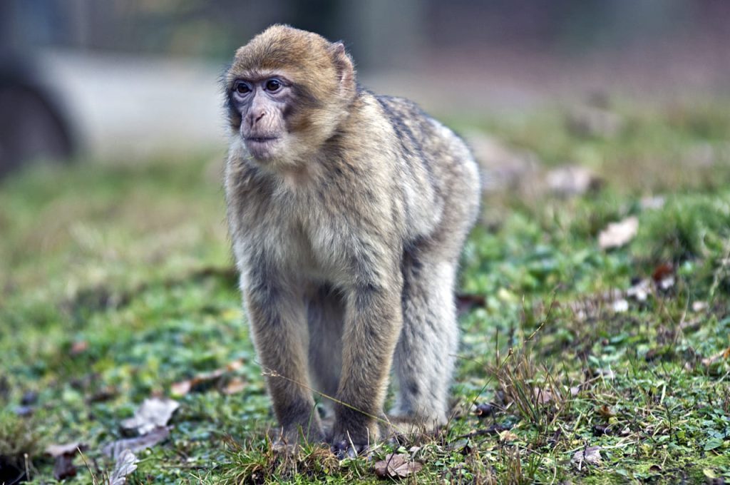 Macaque (Macaca sylvanus)