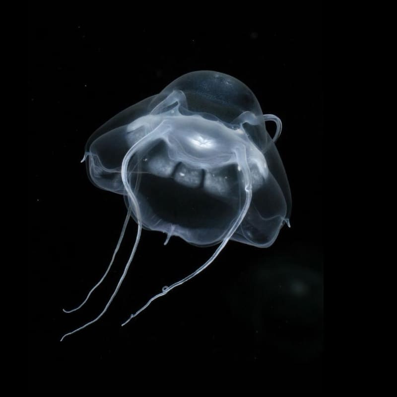 Narcomedusae Jellyfish