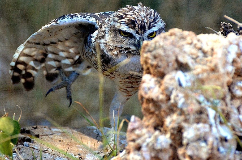 Owl legs trying to fly