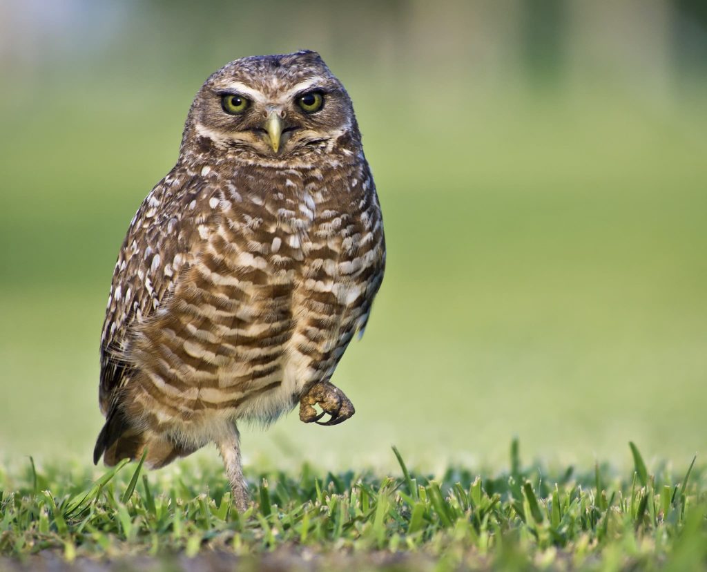 Owl with one leg