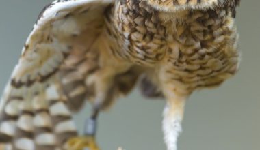 Owl with extended wing