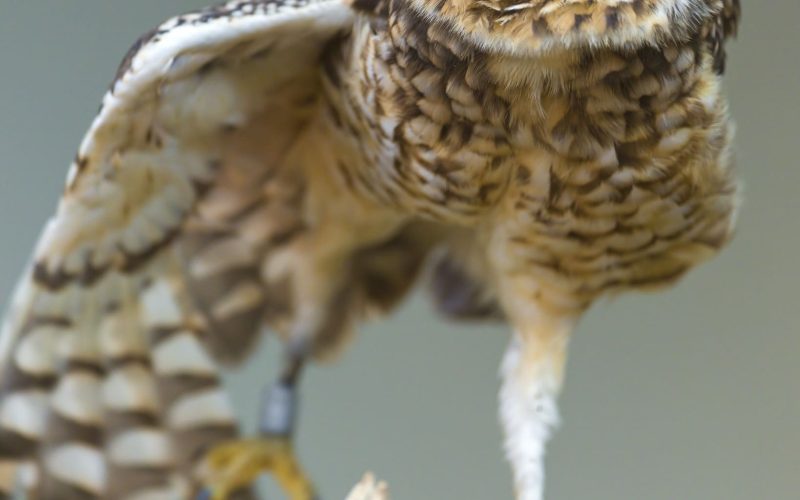 Owl with extended wing