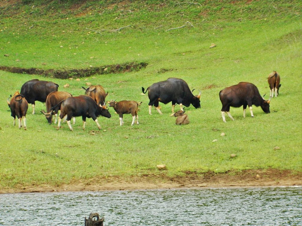 Periyar National Park, Kerala