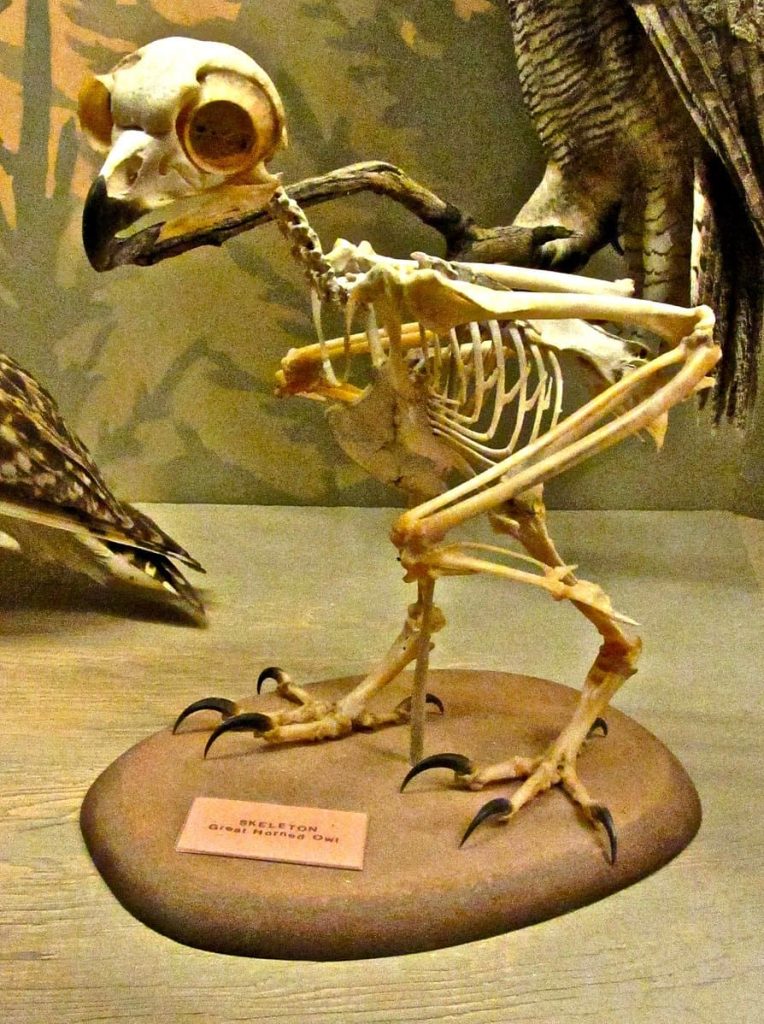 owl skeleton