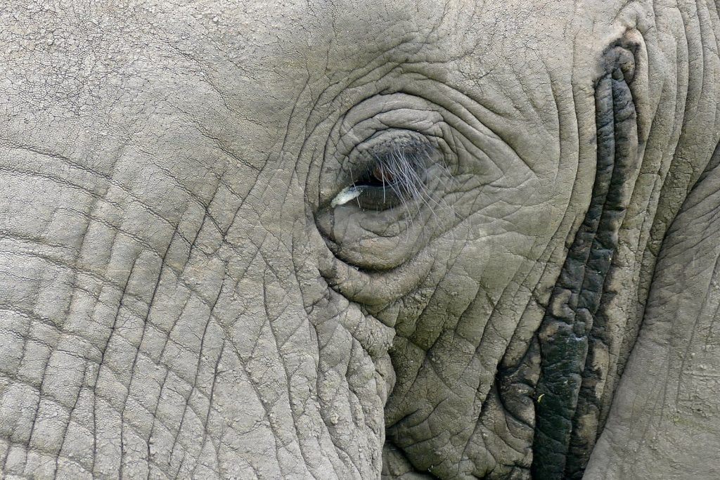 African Elephants eyes