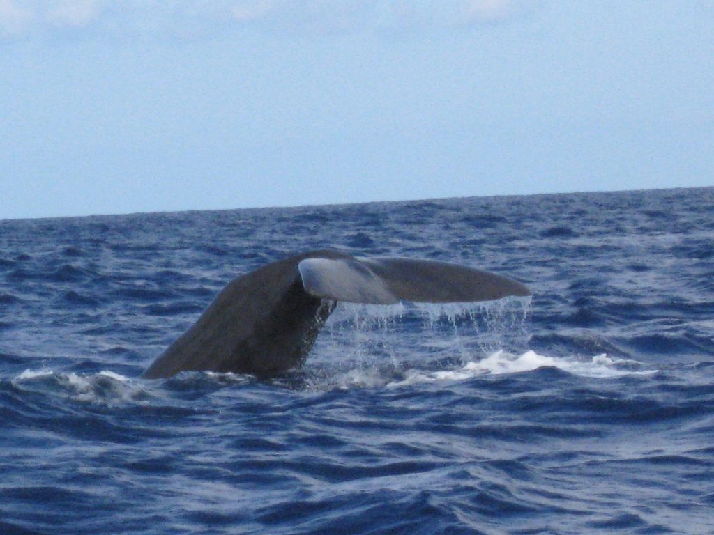 Azores Whale watching