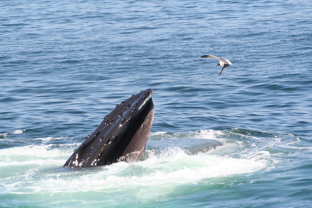Cape Cod-Boston whale watching