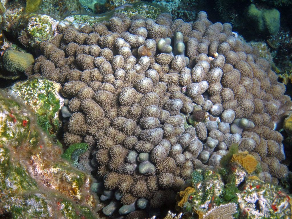 Clubbed Finger Coral