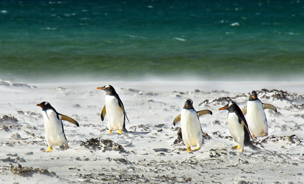 Colonies of Penguins enjoying on Oceans