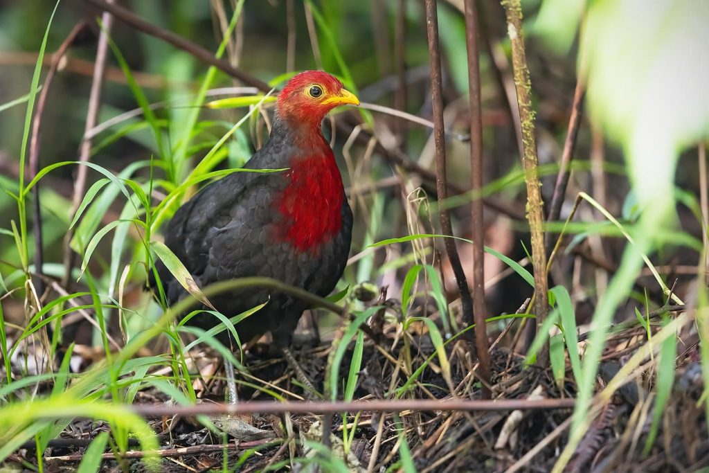 Crimson-headed partridge